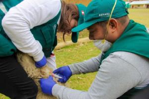 Senasa recoge muestras de ovinos para descartar virus Maedi- Visna