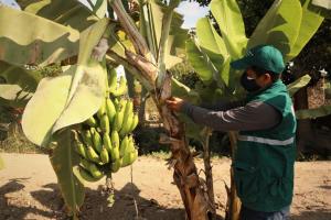 Senasa refuerza acciones para salvaguardar producción de plátano y banano en Cajamarca