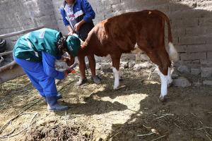 Senasa registra más 42 mil bovinos identificados en sistema de trazabilidad