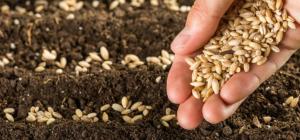 Senasa sensibiliza a productores en adquisición de semillas certificadas para mejora de producción agrícola