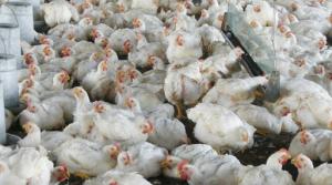 Senasa suspende permiso de importación de aves y huevos de dos estados de EE.UU. por influenza aviar