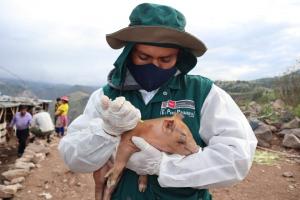 Senasa tiene programado vacunar a 5.404.489 cerdos contra la Peste Porcina Clásica este año