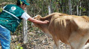 Senasa vacunará 50 mil animales contra rabia silvestre en San Martín este año