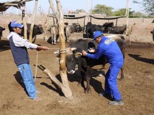 SENASA VACUNARÁ 5.200 ANIMALES COMO PROTECCIÓN ANTE FENÓMENO EL NIÑO