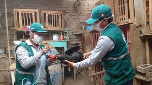 Senasa vacunará este año a más de 154.000 aves en Arequipa contra el Newcastle