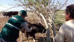 Senasa vacunó a 4.386 animales para la prevención del ántrax en Piura