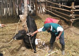 Senasa vacunó a más de 10 mil animales contra el Ántrax