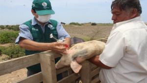 Senasa vacunó a mil cerdos contra peste porcina clásica en Áncash