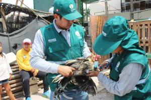 Senasa vacunó más de 37<span class='highlight'>9</span> mil aves para prevenir enfermedad de Newcastle  durante marzo-noviembre de 2018