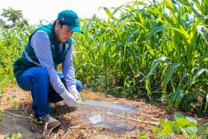 Senasa y productores conforman brigadas de acción para controlar plaga de roedores en Áncash