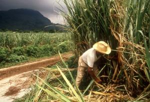 Sequía seguirá afectando al sector productor de caña este año