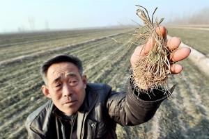 Sequía y altas temperaturas amenaza cosecha en China
