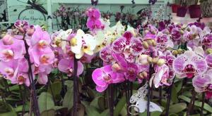 Serfor aprueba el Plan Nacional de Conservación de Orquídeas