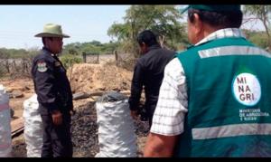 Serfor decomisa más de 900 kilos de carbón vegetal de algarrobo de procedencia ilegal