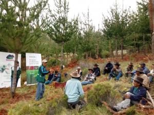 Serfor destaca el impulso de las plantaciones de  tara y gestión del bambú como hitos productivos  del 2018