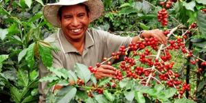 Serfor, empresas privadas y ONG realizarán proyecto agroforestal con café