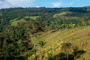 Serfor identifica 8.2 millones de hectáreas degradadas para restaurar en el Perú