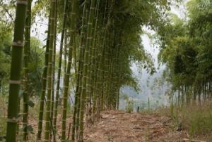 Serfor impulsa la cadena productiva e industrialización del bambú