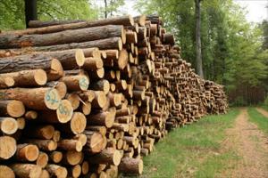 Serfor inició proceso de recepción de comentarios y aportes para concesiones de conservación y forestales con fines maderables