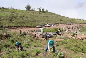 Serfor planta 5.000 árboles de pino en Arequipa
