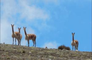 Serfor propone crear mesa de control y vigilancia contra la caza furtiva de vicuñas
