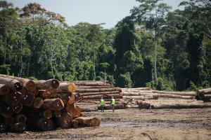 Serfor publica documento que establece mecanismo de trazabilidad de la madera