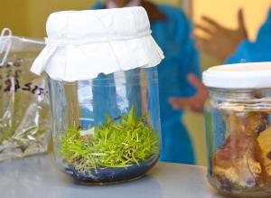 Siembran semillas de banano orgánico en tierras de proyecto Chinecas