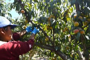 SIERRA EXPORTADORA PROMOVIÓ BUENAS PRÁCTICAS AGRÍCOLAS ENTRE 770 PRODUCTORES