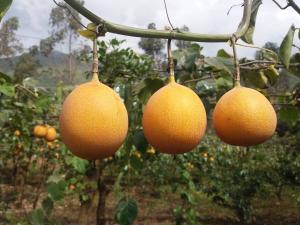 Sierra y Selva Exportadora identificará potencial productivo agrícola en distrito de Huachón