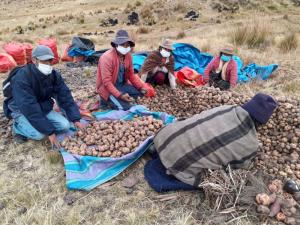Sierra y Selva Exportadora impulsa comercialización directa de 90 toneladas de papa nativa en Huánuco