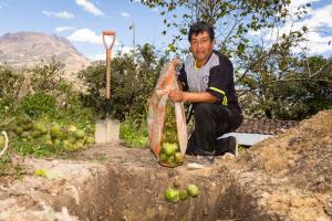 Sinergia para erradicar las moscas de la fruta revalorará la producción de chirimoya en el valle Alto Jequetepeque