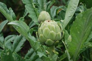 SOCIEDAD AGRÍCOLA VIRÚ ESPERA QUE LAS EXPORTACIONES CREZCAN EN 15%   