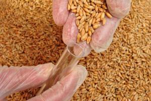 Solo 5% de pequeños y medianos productores de la sierra utilizan semillas certificadas
