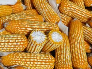 Solo el 30% de la demanda de maíz amarillo duro por parte de Perú es cubierto por la producción nacional