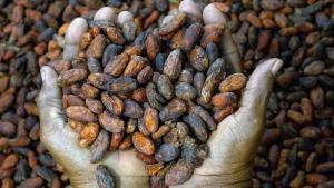 Subida del precio del cacao un 230% en un año obligará a los consumidores a pagar el chocolate a precios muy altos