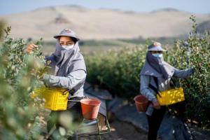 “Súmate”, la reconocida iniciativa de Hortifrut Perú que incluye a trabajadores vulnerables en la agroindustria