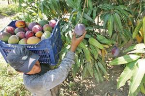 Sunshine Export proyecta exportar 620 contenedores de mango fresco en la campaña 2016-2017