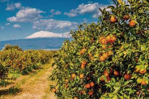 Superficie de naranjos en la Unión Europea se redujo de 314.400 a 261.900 hectáreas
