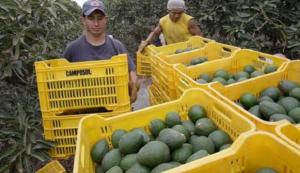 Supermercados en Estados Unidos dosificarán a proveedores de la fruta