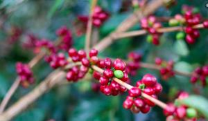 Supervisan avance de proyecto de producción de café injertado en Perú