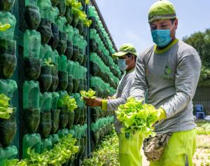 Surco posee el biohuerto vertical más grande del Perú que brinda hortalizas para comedores populares