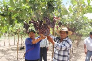 Tacna: duplican rendimiento en la producción de uva Red Globe