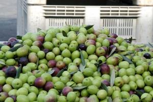 TACNA INCREMENTARÍA MÁS DE 500 HAS DE OLIVOS EN CAMPAÑA AGRÍCOLA 2014/2015