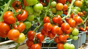 Tacna produce alrededor de 1.300 toneladas de tomate Naomi al año