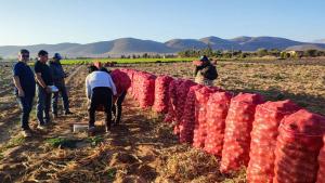 Tacna: Productores de Inclán exportaron 76 toneladas de cebolla roja a Chile