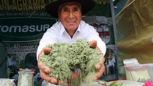 Tacna siembra 2.200 hectáreas de orégano al año