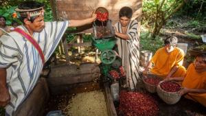 Taza de Excelencia: Junín organiza concurso regional para elegir el mejor café