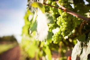 Temporada tardía de uva de mesa de Chile genera altas expectativas
