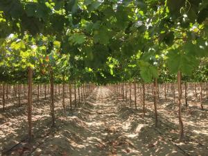 T&G Global instalará 100 hectáreas de uva a fines del 2017