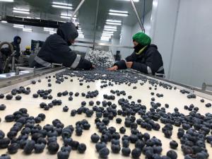 Torre Blanca inicia operaciones en su línea de empaque para arándanos